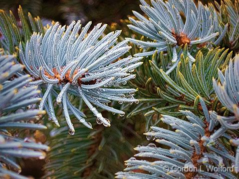 Wet Pine Needles_01746.jpg - Photographed at Smiths Falls, Ontario, Canada.